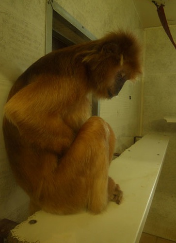 MONKEY FUNTOOTS