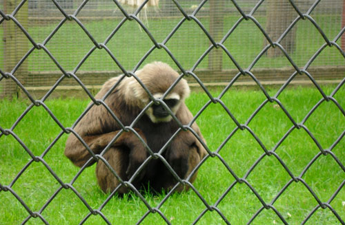 Who is the real prisoner at the zoo of LIFE